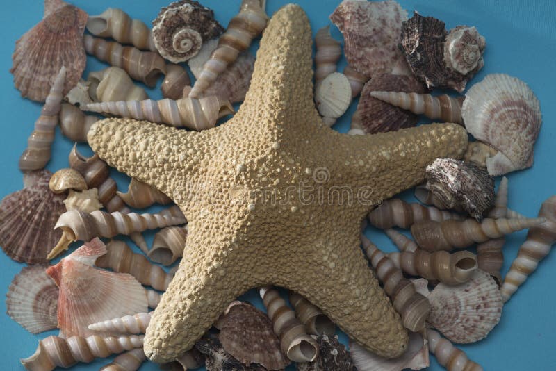 Pesci di mare su una pila di conchiglie e conchiglie immagine stock libera da diritti Pesci di mare su una pila di conchiglie e conchiglie immagine stock libera da diritti
