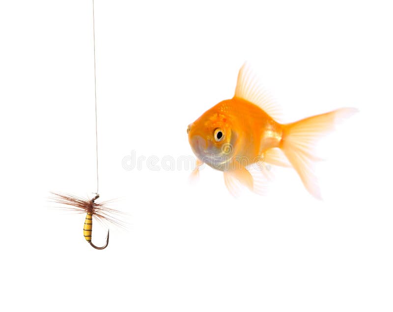 Pesci dorati e un'esca di pesca