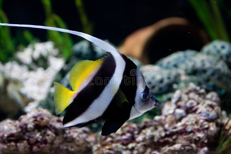 Pesce giallo, nero e bianco fotografia stock libera da diritti