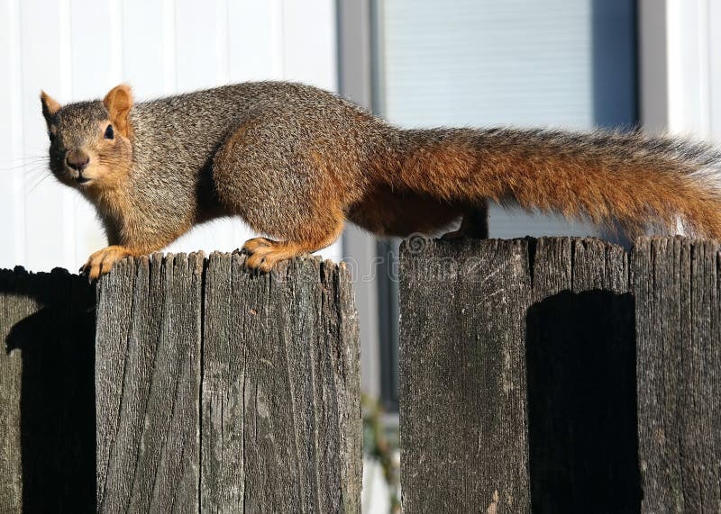 Pesky Squirrel On The Fence