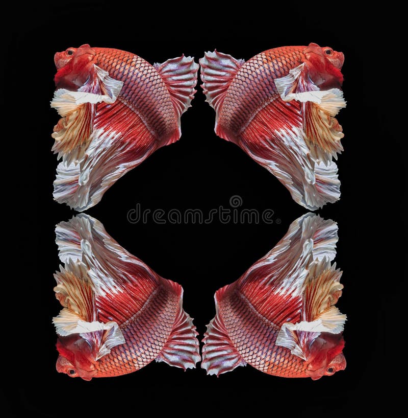 Pesque lutando, peixes bonitos, peixes coloridos que lutam Sião, cauda colorida, ação proeminente, boa postura ilustração royalty free Pesque lutando, peixes bonitos, peixes coloridos que lutam Sião, cauda colorida, ação proeminente, boa postura ilustração royalty free