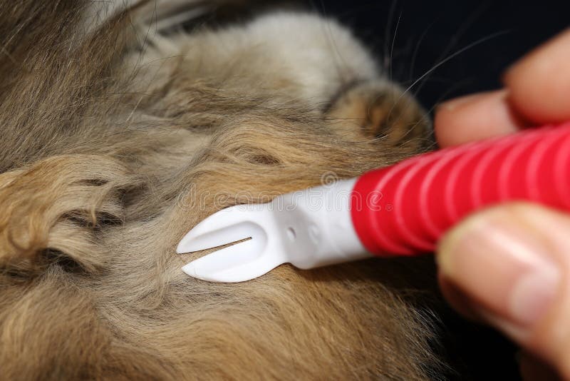 Pesquisa por e remoção dos tiquetaques com os fórceps em um gato foto de stock Pesquisa por e remoção dos tiquetaques com os fórceps em um gato foto de stock