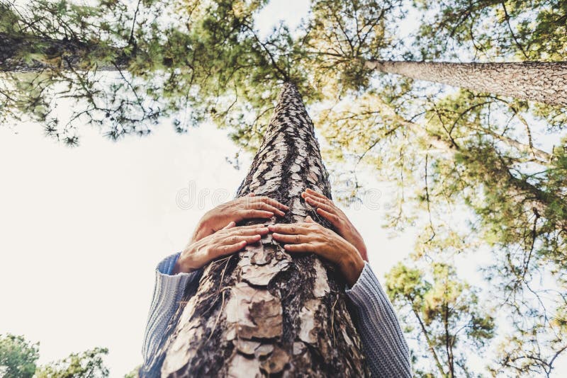Pessoas protegendo árvores do conceito de desmatamento com duas mãos caucasianas sênioras abraçando-se com amor um pinho na madei imagens de stock royalty free Pessoas protegendo árvores do conceito de desmatamento com duas mãos caucasianas sênioras abraçando-se com amor um pinho na madei imagens de stock royalty free