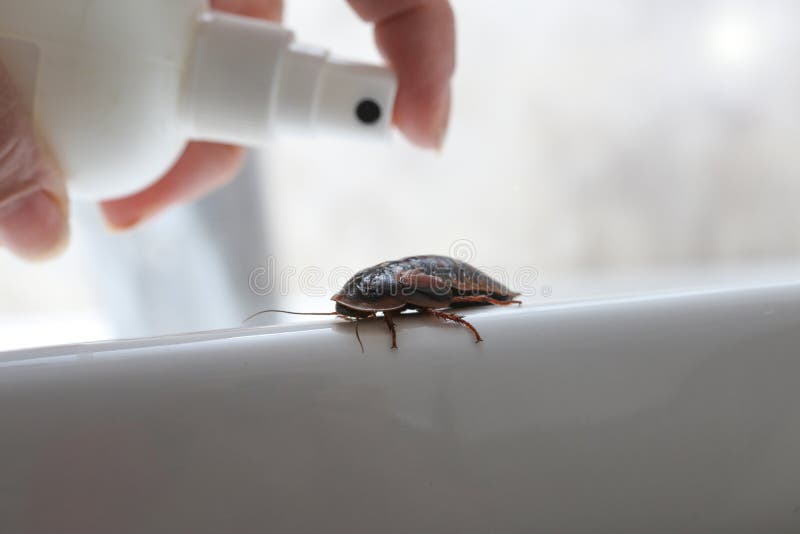 Pest Control Woman Spraying Pesticide On A Big Cockroach Stock Photo Image Of Inject Control