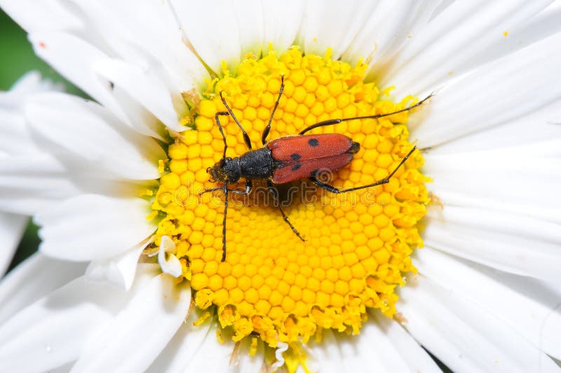 Pest on a Daisy Flower stock photo. Image of agriculture 36302920