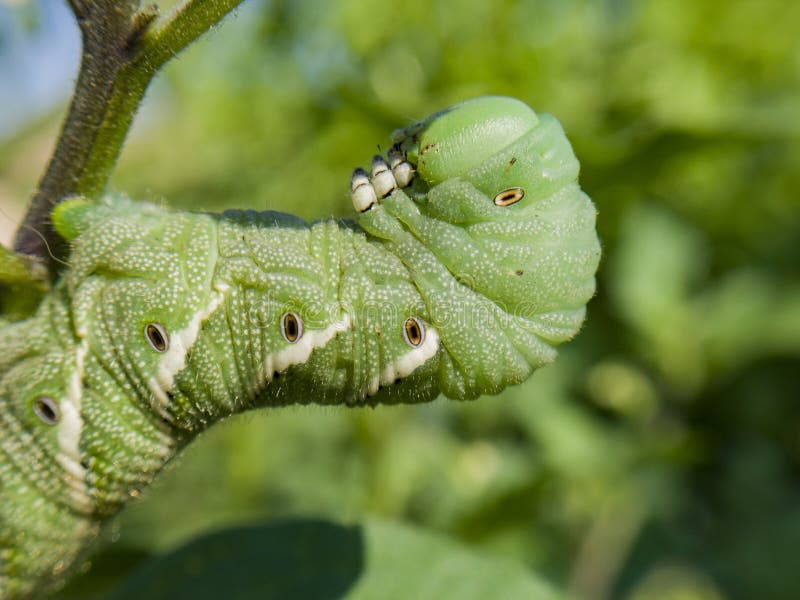 download hornworms for sale download hornworms for sale
