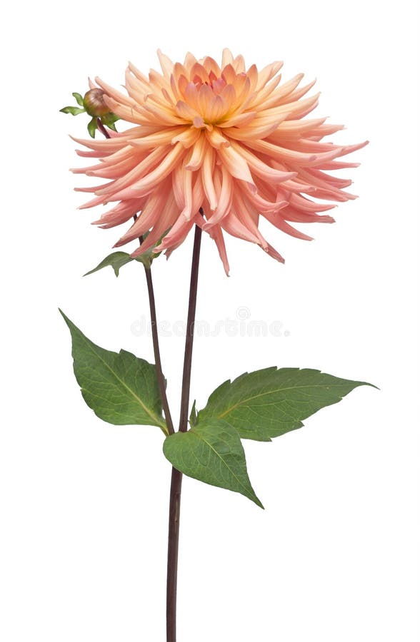 Peste acuta a forma di fiore arancione rosa di Dahlia, isolata su fondo bianco immagine stock libera da diritti Peste acuta a forma di fiore arancione rosa di Dahlia, isolata su fondo bianco immagine stock libera da diritti