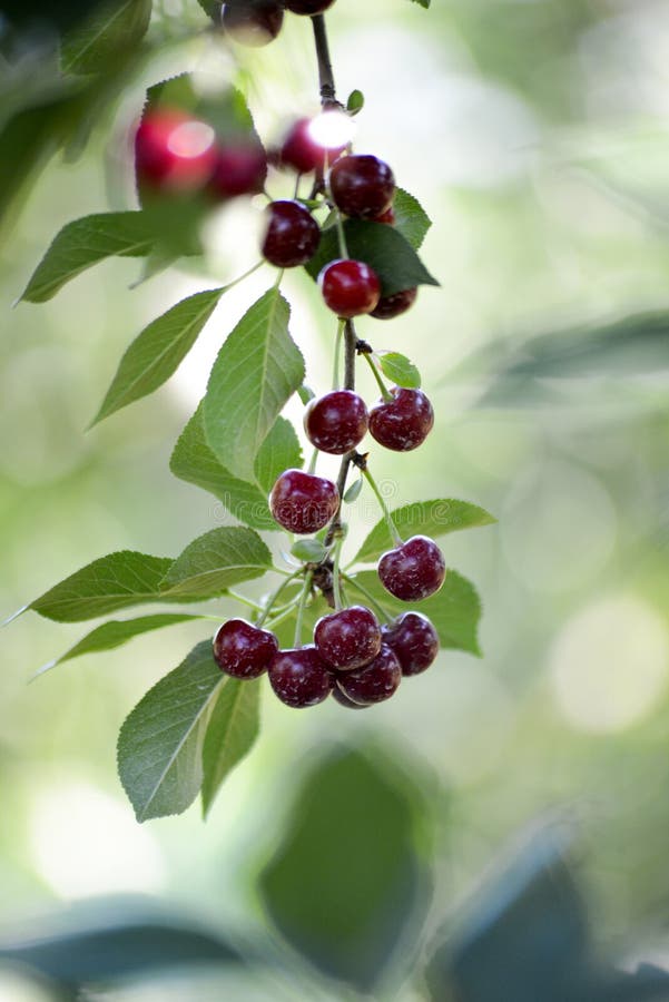 Pesticide Sprayed Sour Cherries in a Tree Stock Photo Image of nature