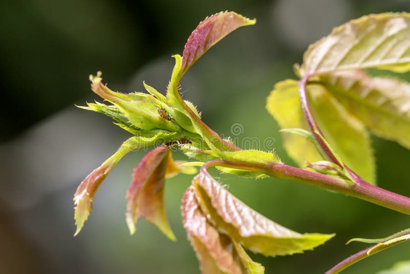 Pests, Plants Diseases. Aphid Closeup on Rose Bud. Stock Photo Image