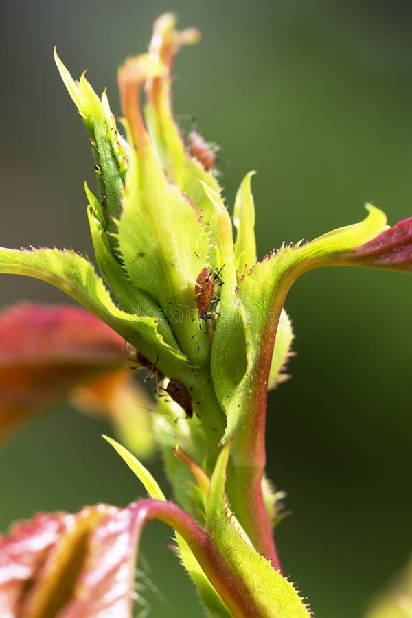 Pests, plants diseases. Aphid close-up on rose bud.