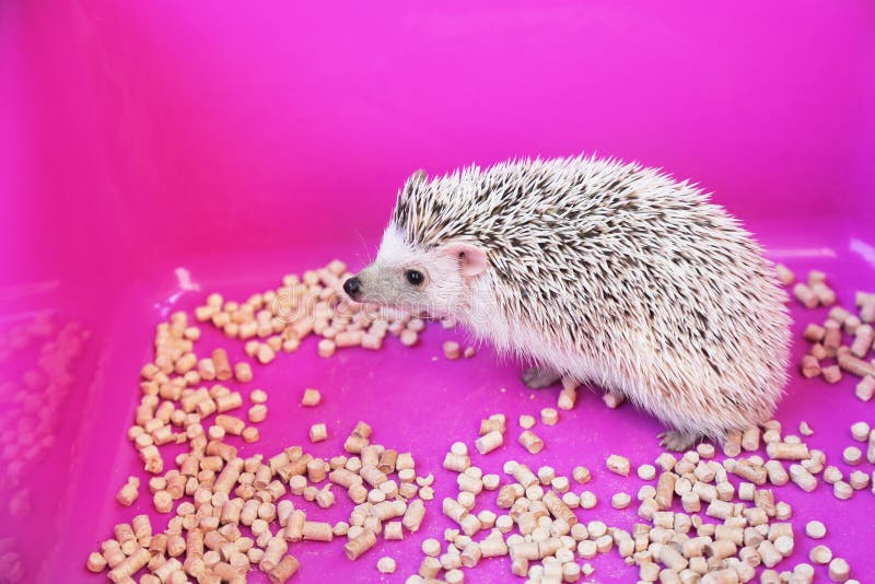 Pet African Pygmy Hedgehog In Box With Wood Granules Care Of A