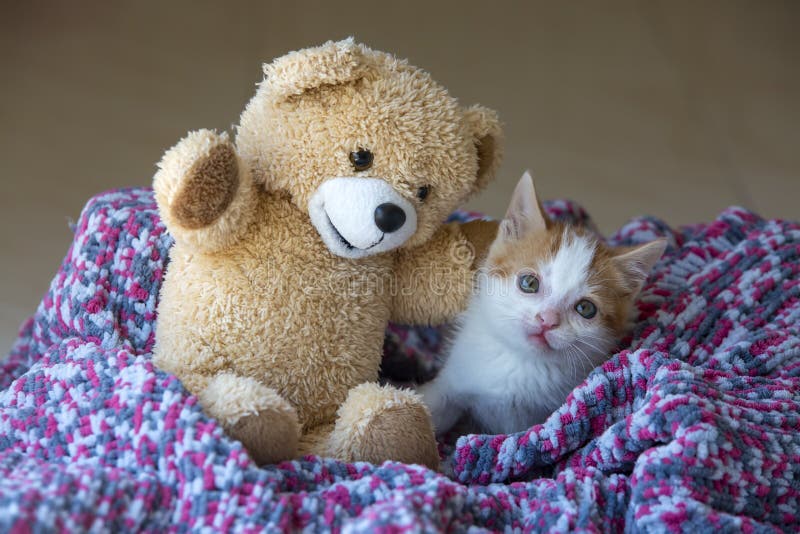 Down Syndrome Cat Photos Free Royalty Free Stock Photos From Dreamstime Down Syndrome Cat Photos Free Royalty Free Stock Photos From Dreamstime