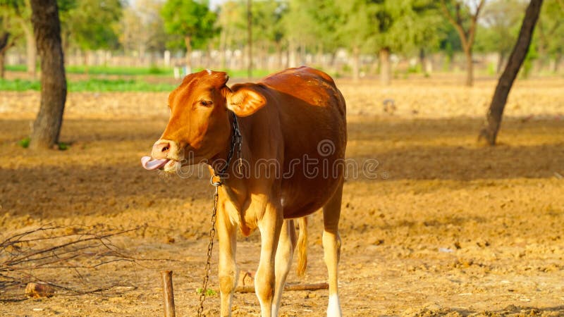 Pet Animals Standing in Outdoor in Sunset Time. Indian Livestock Landscape  Stock Image - Image of grazing, healthy: 220024635