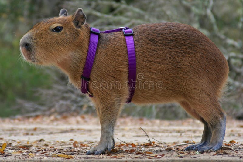 regen Benodigdheden betalen Pet Baby Capybara Going on a Walk in His Harness Stock Photo - Image of  walk, blanket: 179225040