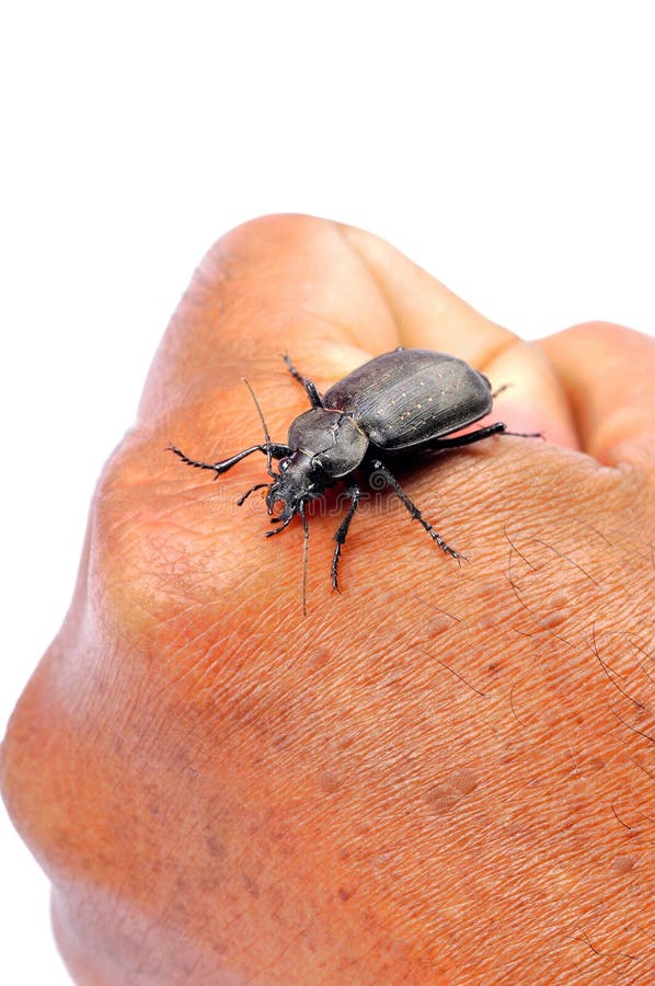 Pet beetle stock photo. Image of silhouette, pest, macro 13625694