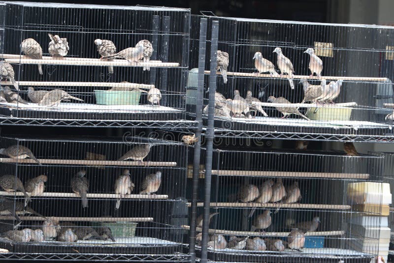 142 Pet Birds Singapore Stock Photos Free & RoyaltyFree Stock Photos