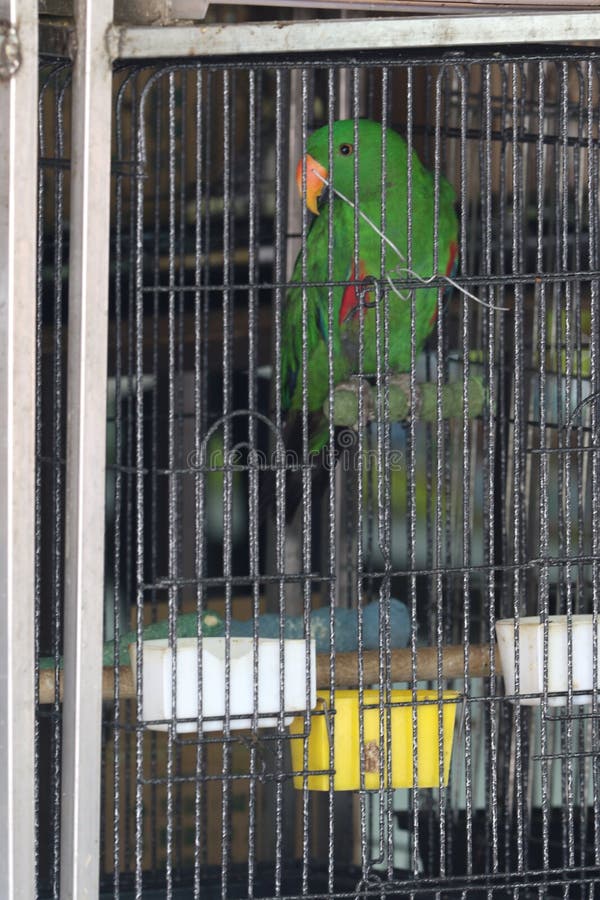 142 Pet Birds Singapore Stock Photos Free & RoyaltyFree Stock Photos