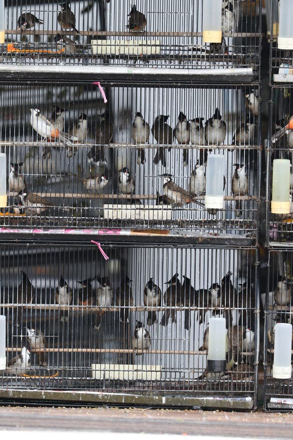 Pet Bird Shops Full with Illegal Caught Birds in Singapore Stock Photo