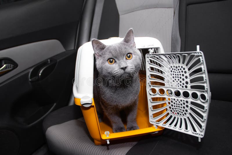 Pet carrier in the car on the seat . Safe transportation of Pets.. Traveling with an animal