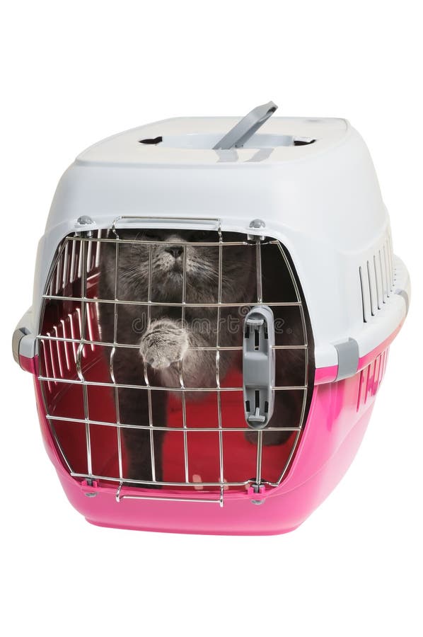 Cat in cage carrier stock photo. Image of container, cute 8681582