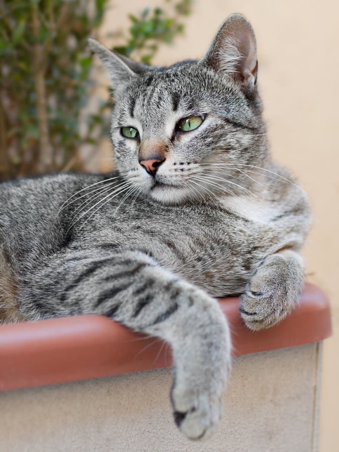 Portrait of sweet pet cat