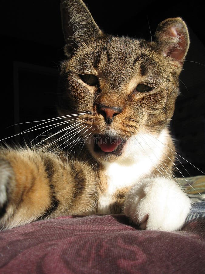 4,234 Cat Paw Mouth Stock Photos Free & RoyaltyFree Stock Photos