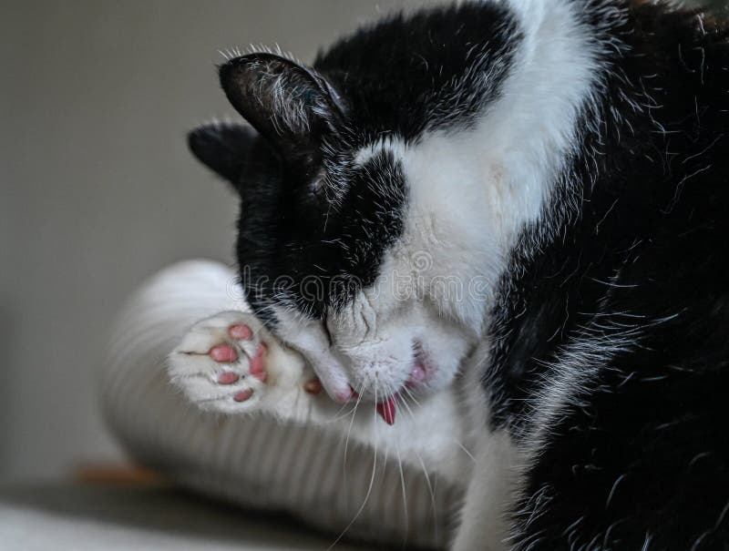 Pet Cat Licking Him Self Clean Indoors Stock Photo Image of tongue