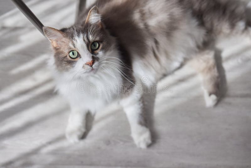 296 Hardwood Floor Pet Hair Stock Photos Free & RoyaltyFree Stock