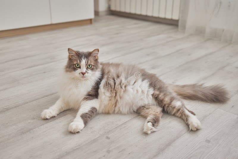 296 Hardwood Floor Pet Hair Stock Photos Free & RoyaltyFree Stock