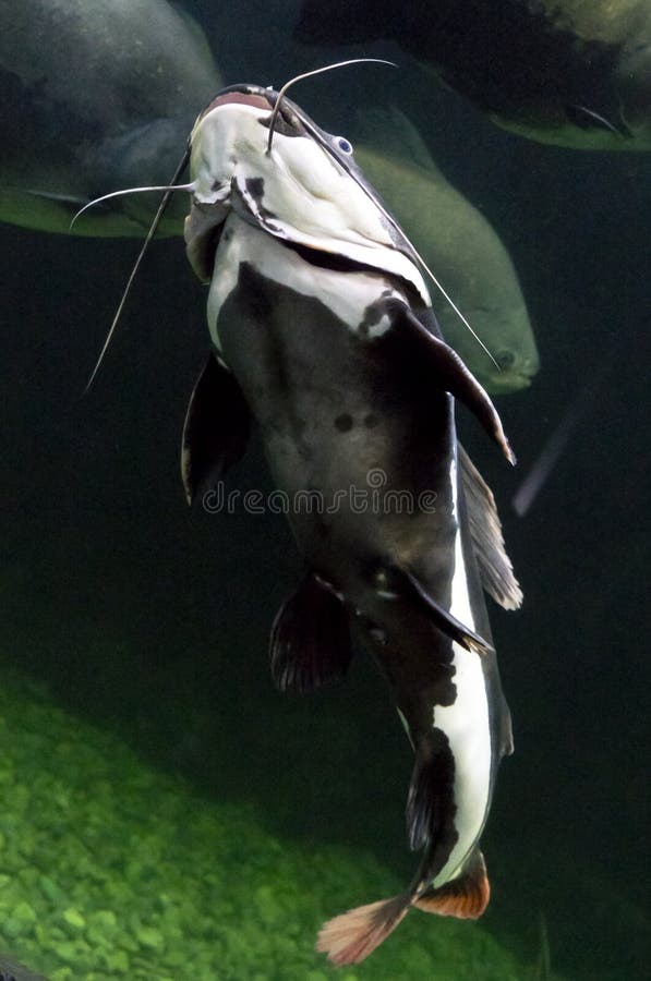 Pet Catfish stock image. Image of whiskers, nature, eyes 44250595