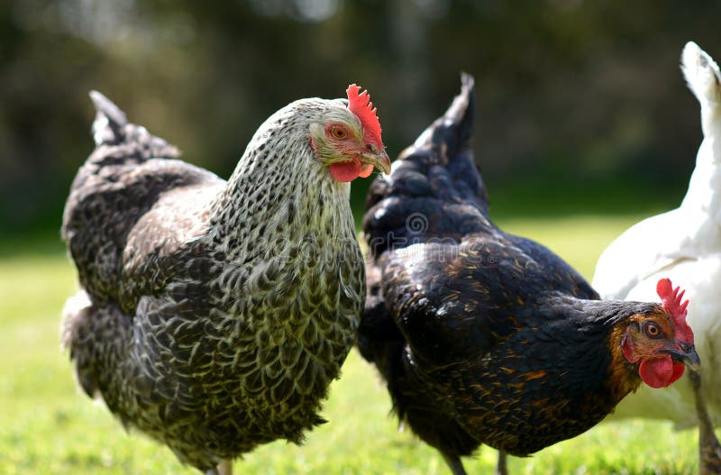 Domestic Chickens Eating Grains and Grass Stock Image Image of bird