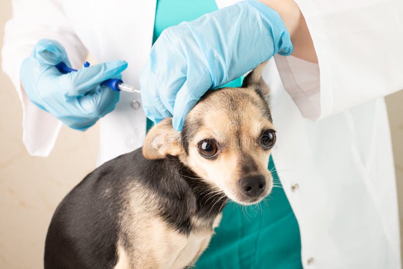 Pet Chipping, Veterinarian Inserting a Microchip for Identification of a Dog in a Veterinary