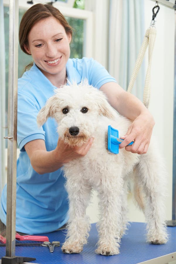 Dog being groomed at a spa stock photo. Image of veterinary 30060806