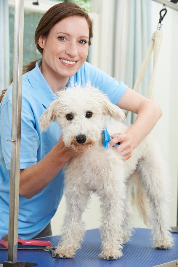 Pet Dog Being Professionally Groomed In Salon