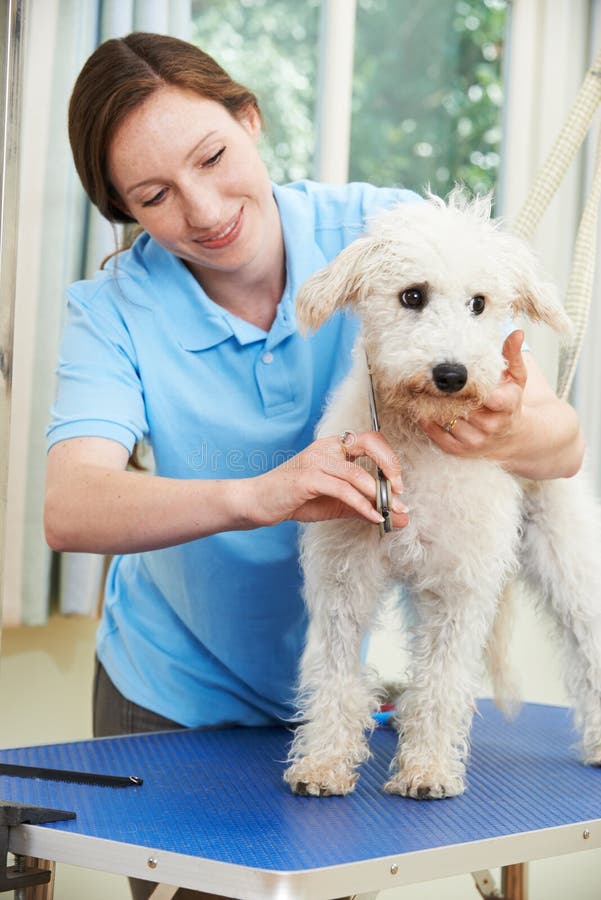Pet Dog Being Professionally Groomed in Salon Stock Photo Image of