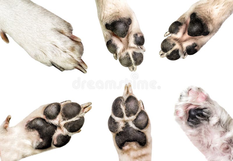 167,600+ Dog Paw Stock Photos, Pictures & Royalty-Free Images - iStock