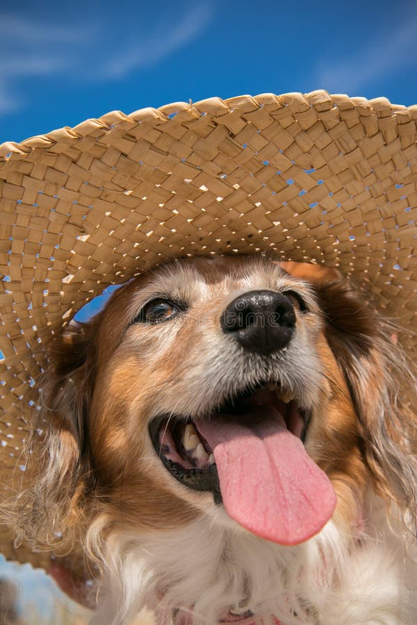Funny picture of fluffy red and white Welsh sheepdog wearing a straw sun hat at the beach in Gisborne, East Coast, New Zealand. Funny picture of fluffy red and white Welsh sheepdog wearing a straw sun hat at the beach in Gisborne, East Coast, New Zealand