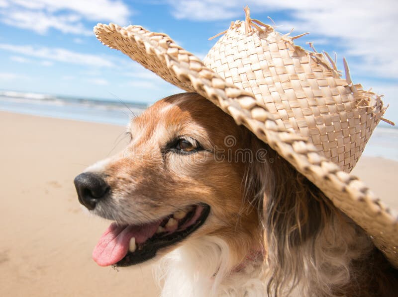 https://thumbs.dreamstime.com/b/pet-dog-wearing-straw-sun-hat-beach-funny-picture-fluffy-red-white-welsh-sheepdog-gisborne-east-coast-new-84726131.jpg