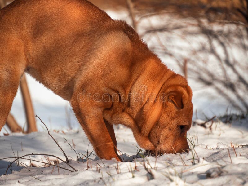 Dog home favorite breed Shar Pei Park winter walk snow red skin portrait sunny day stock images Dog home favorite breed Shar Pei Park winter walk snow red skin portrait sunny day stock images