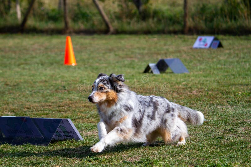 Pet Dogs Competitions of Skill and Obedience Editorial Stock Image
