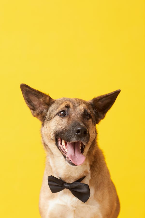 german shepherd dressed up