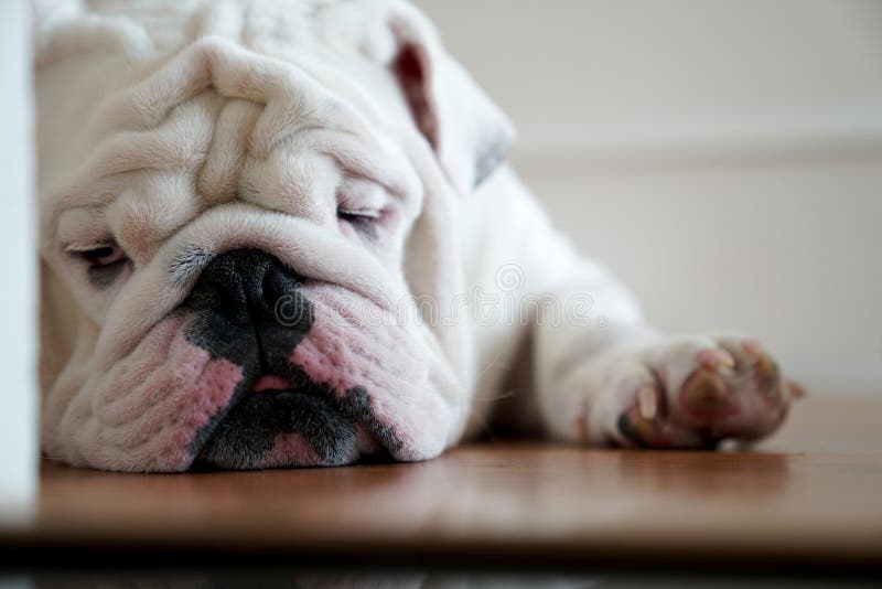 Pet English Bulldog Lying Down Looking Disappointed and Sad Stock Image ...