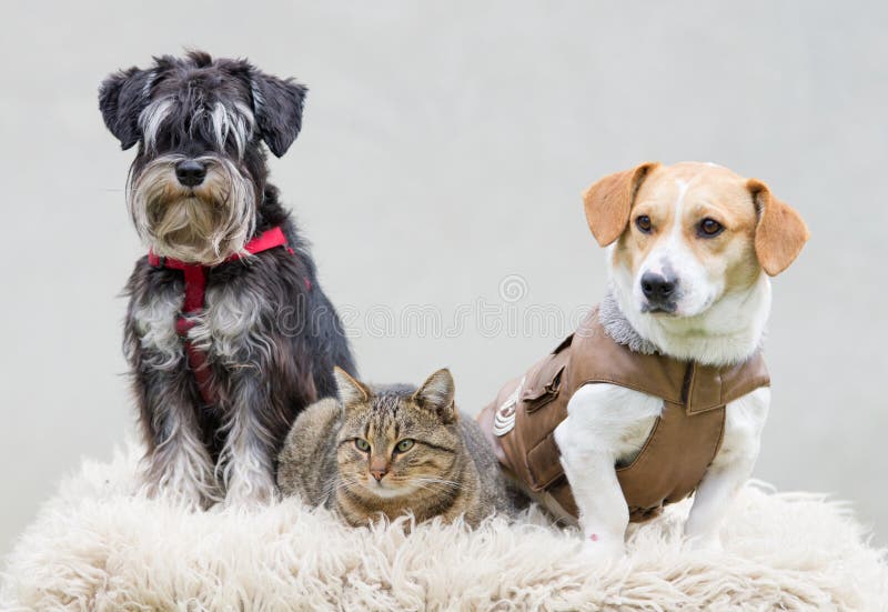 Pet family royalty free stock images Pet family royalty free stock images