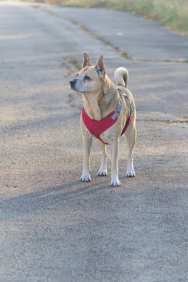 Pet stock photo. Image of beach, deck, housebroken, sand 88063458