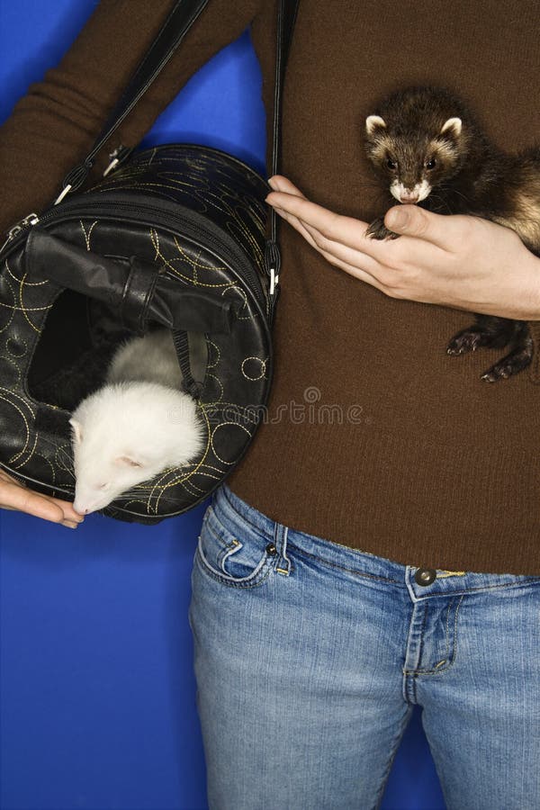 Pet Ferrets Held By Caucasian Woman. Stock Image Image of travel