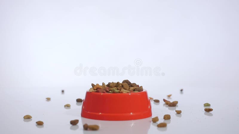 Pet foods dropping slow motion in red bowl