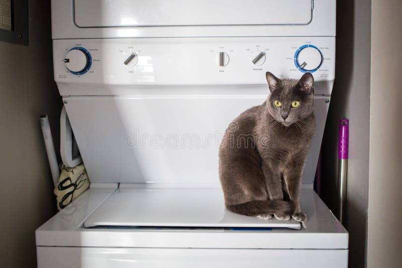 Pet Friendly Home Washing Machine Stock Photo Image of background