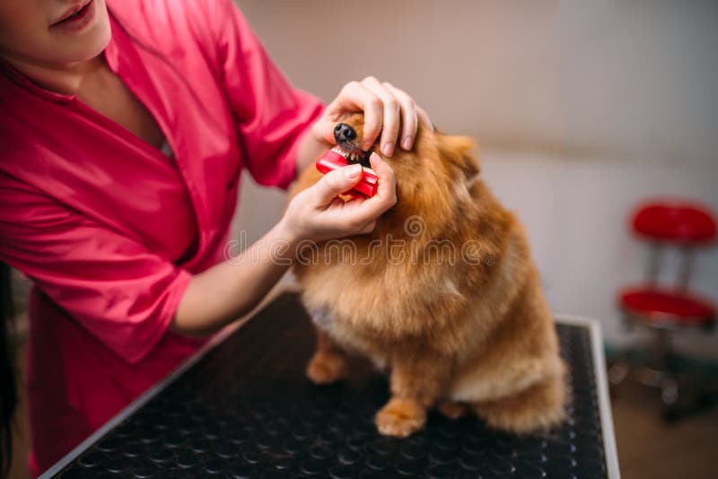 Pet groomer cleans teeth of a dog in grooming salon. Professional groom and hairstyle for domestic animals. Pet groomer cleans teeth of a dog in grooming salon. Professional groom and hairstyle for domestic animals