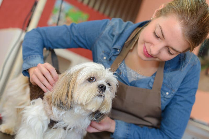Pet groomer with dog stock image. Image of charming, salon 89277449
