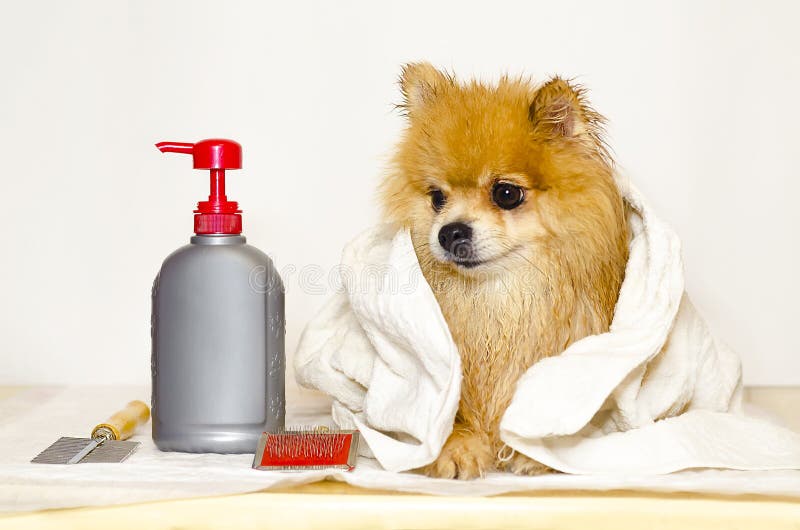 Pet grooming products. Pomeranian after bath. the fight against ticks and fleas in the German Spitz. thoroughbred wet dog wrapped in a towel. the puppy is dried after washing. copy space